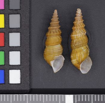 Media type: image;   Malacology 50236 Description: Image of two dry shells, apertural view. Photographed for a researcher request.;  Aspect: APT